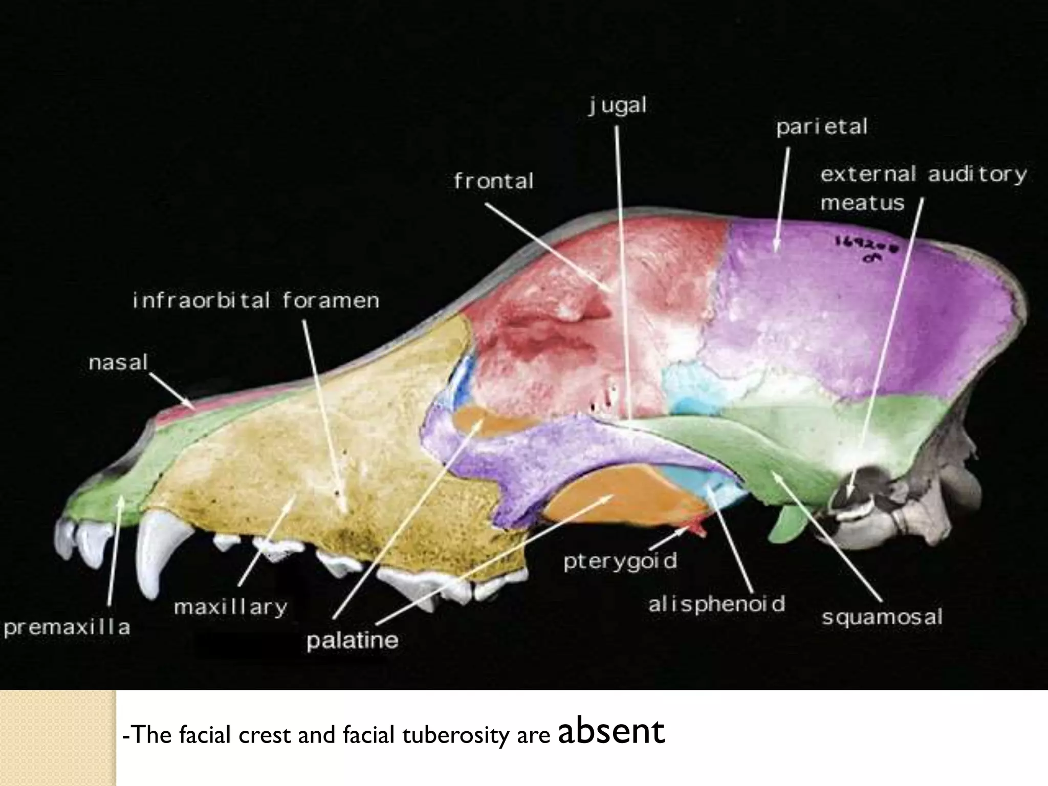 -The facial crest and facial tuberosity are absent

 