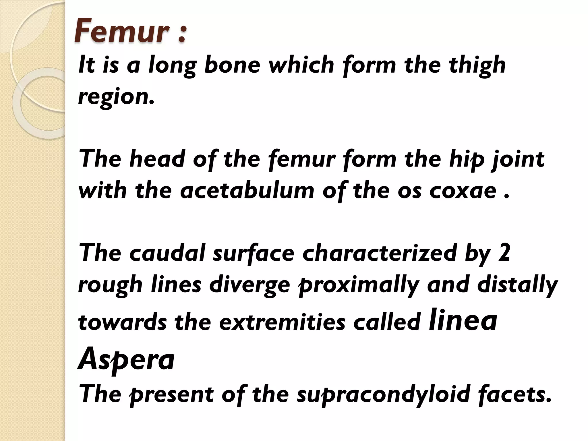 Femur :

It is a long bone which form the thigh
region.
The head of the femur form the hip joint
with the acetabulum of the os coxae .
The caudal surface characterized by 2
rough lines diverge proximally and distally
towards the extremities called linea

Aspera
The present of the supracondyloid facets.

 