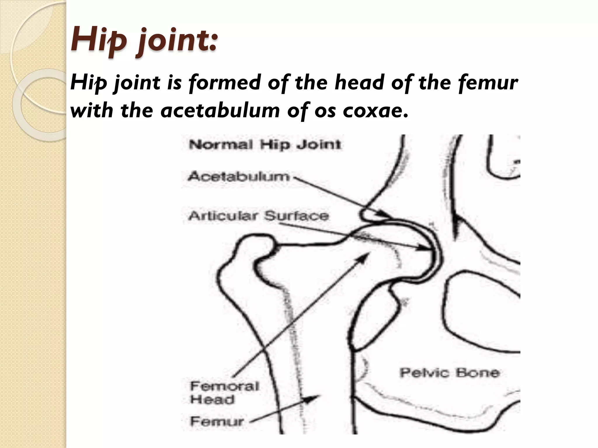 Hip joint:
Hip joint is formed of the head of the femur
with the acetabulum of os coxae.

 