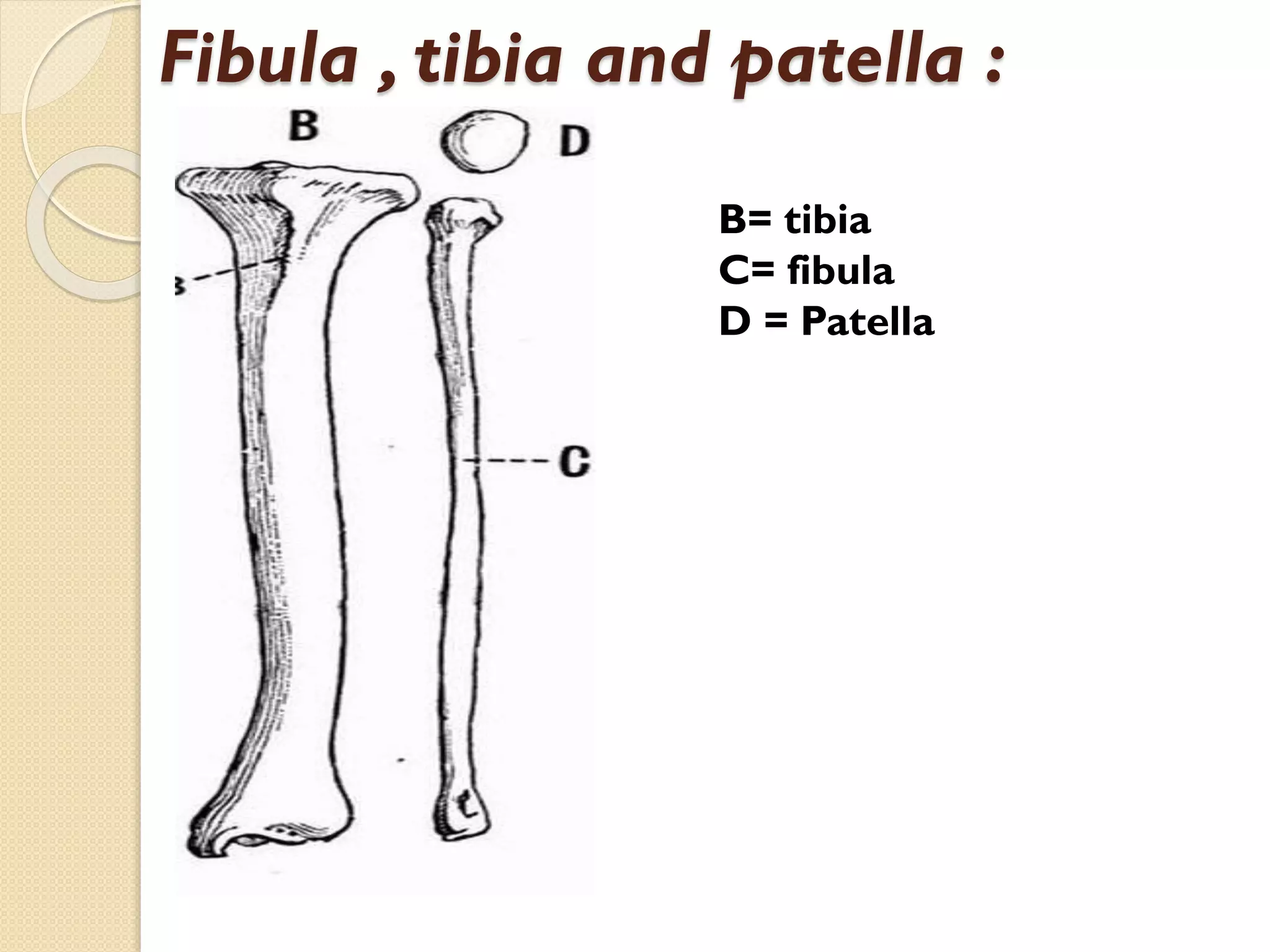 Fibula , tibia and patella :
B= tibia
C= fibula
D = Patella

 