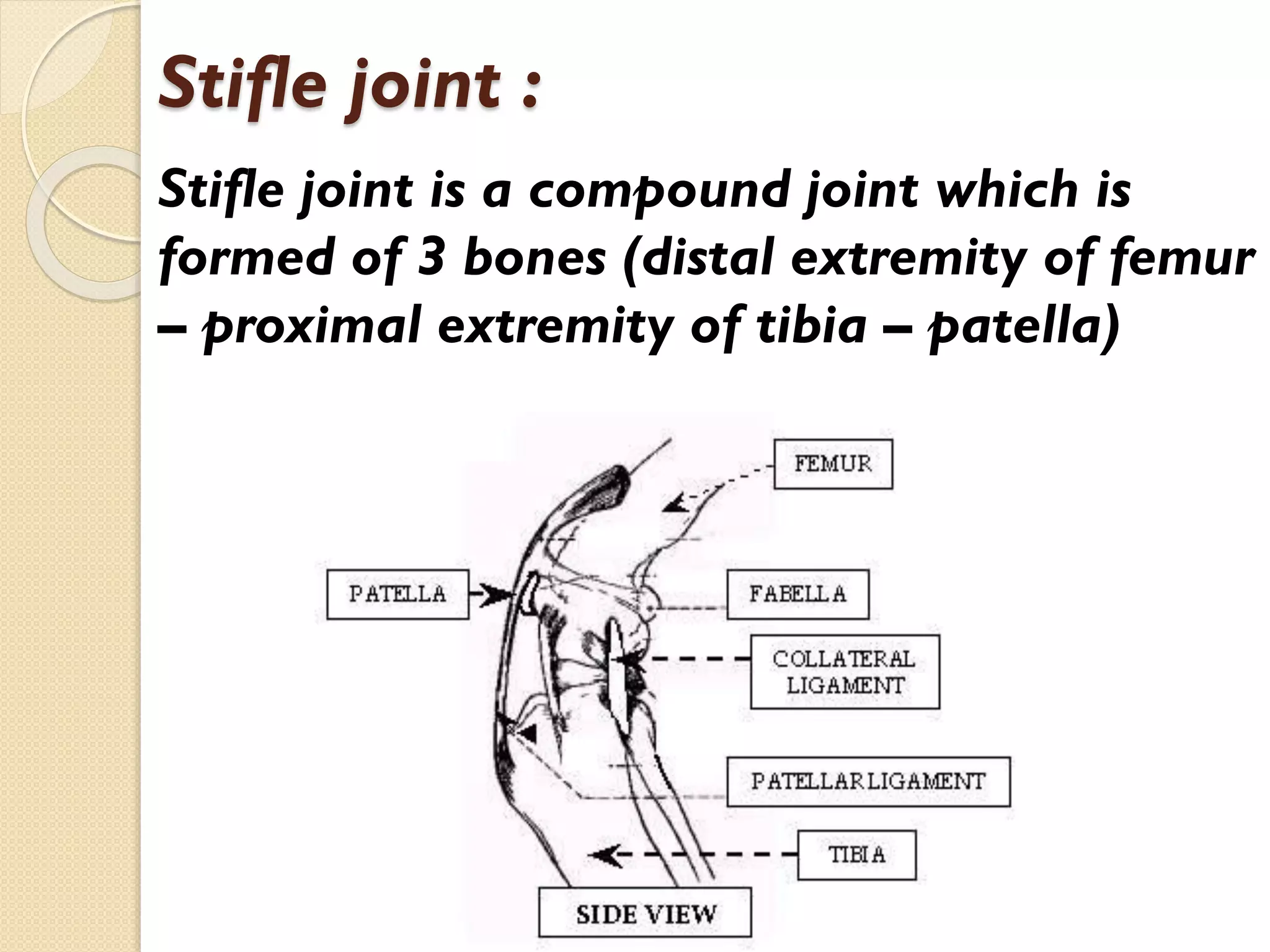 Stifle joint :
Stifle joint is a compound joint which is
formed of 3 bones (distal extremity of femur
– proximal extremity of tibia – patella)

 