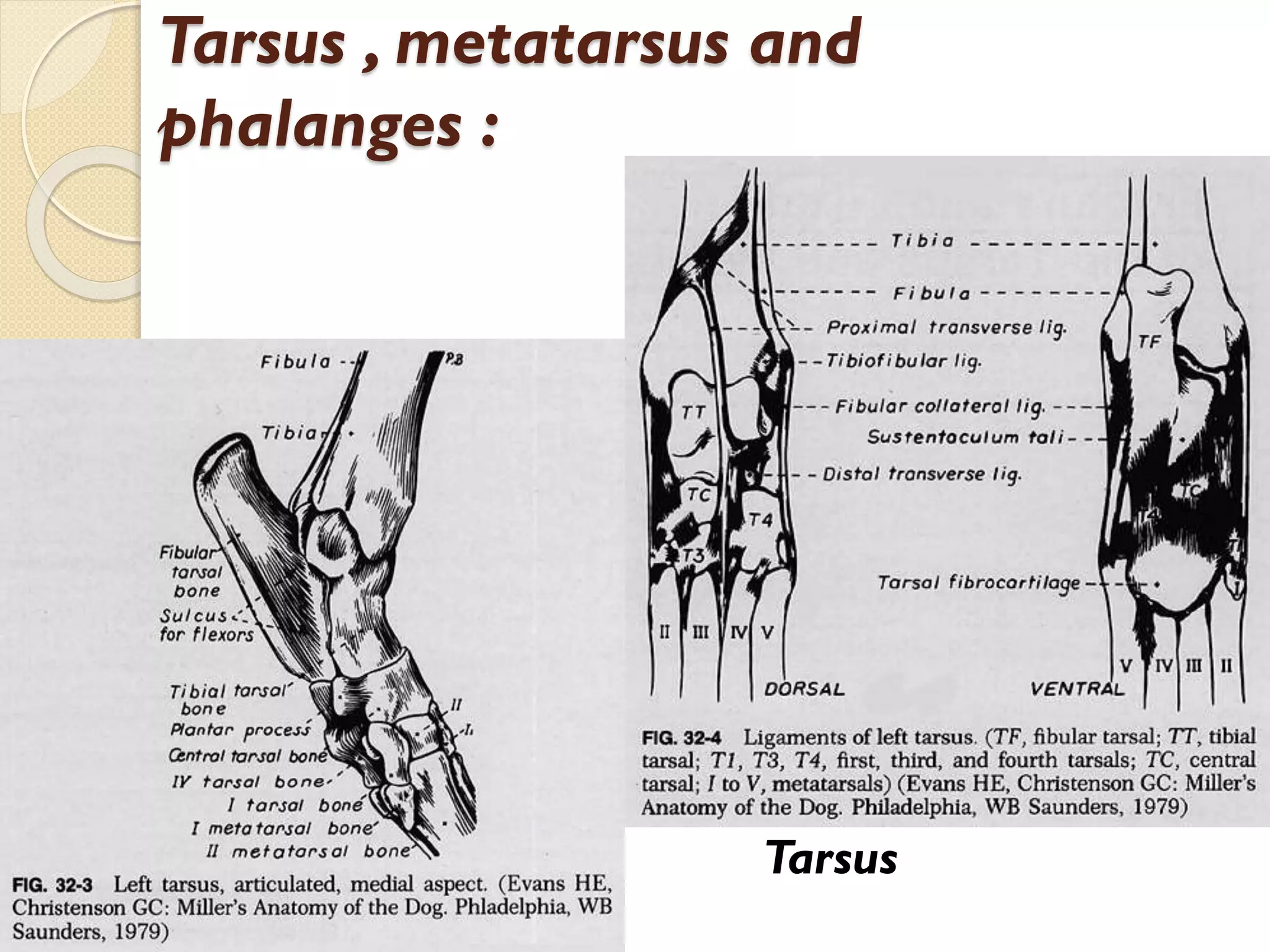 Tarsus , metatarsus and
phalanges :

Tarsus

 