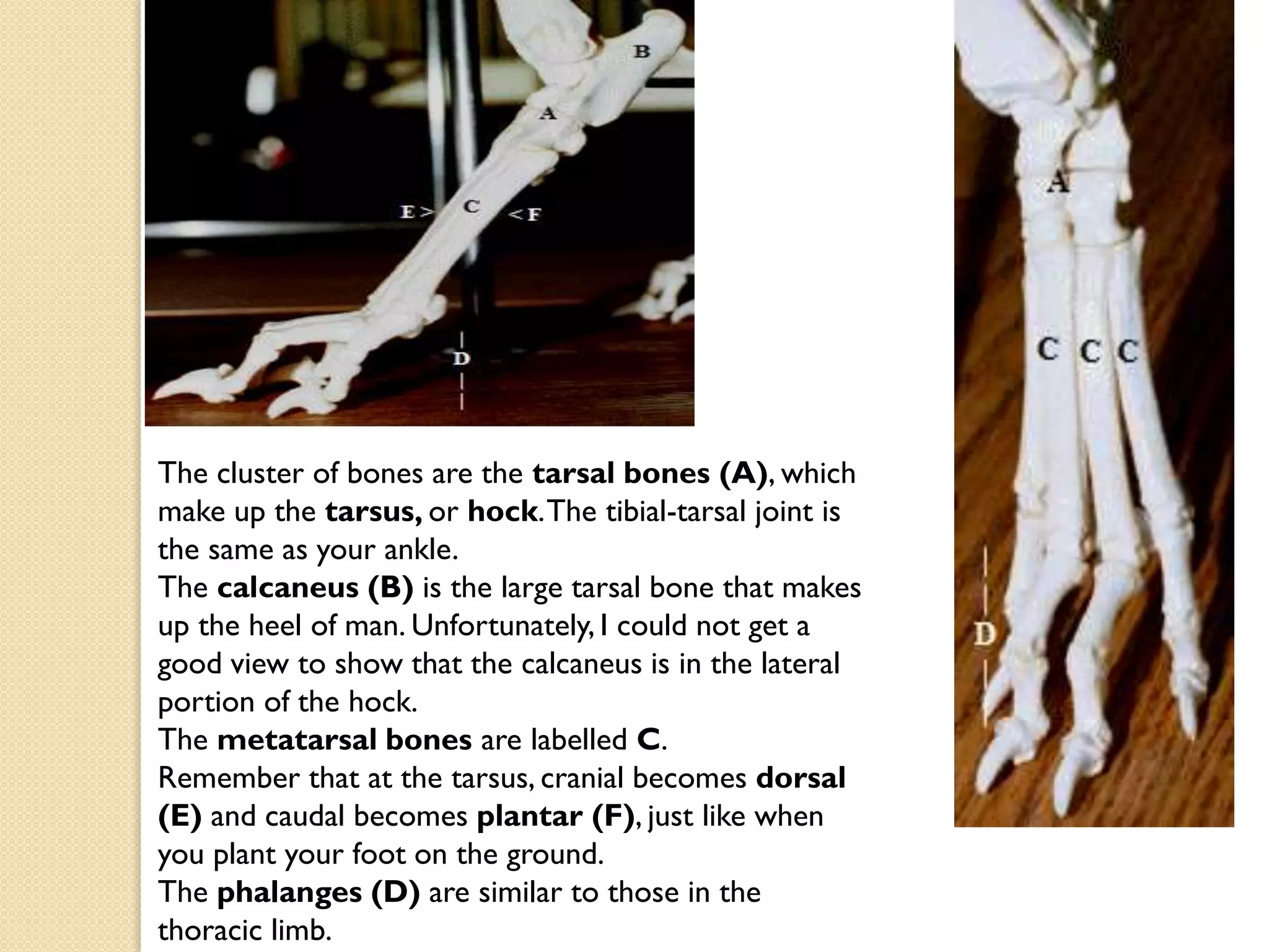The cluster of bones are the tarsal bones (A), which
make up the tarsus, or hock. The tibial-tarsal joint is
the same as your ankle.
The calcaneus (B) is the large tarsal bone that makes
up the heel of man. Unfortunately, I could not get a
good view to show that the calcaneus is in the lateral
portion of the hock.
The metatarsal bones are labelled C.
Remember that at the tarsus, cranial becomes dorsal
(E) and caudal becomes plantar (F), just like when
you plant your foot on the ground.
The phalanges (D) are similar to those in the
thoracic limb.

 