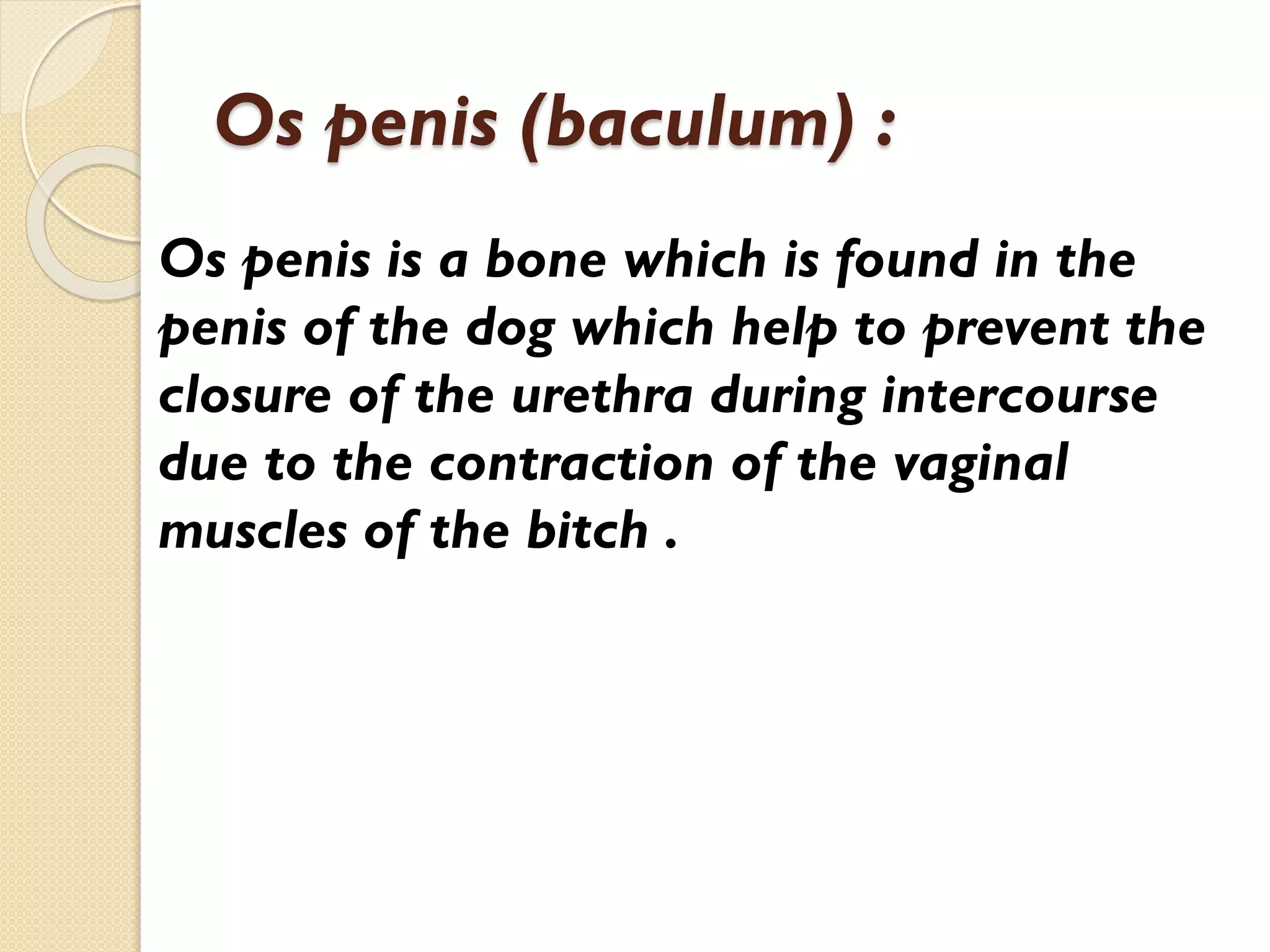 Os penis (baculum) :
Os penis is a bone which is found in the
penis of the dog which help to prevent the
closure of the urethra during intercourse
due to the contraction of the vaginal
muscles of the bitch .

 