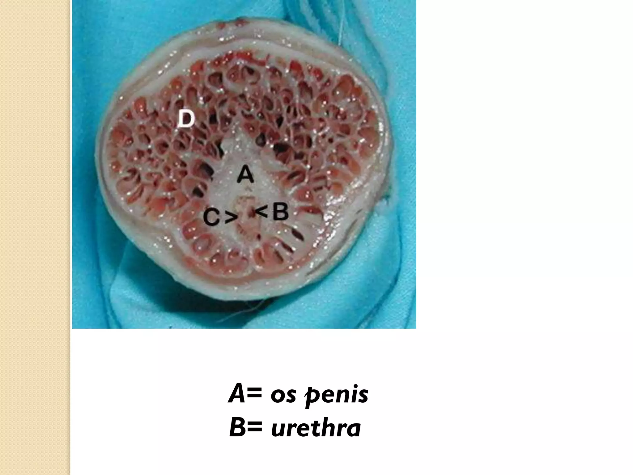A= os penis
B= urethra

 