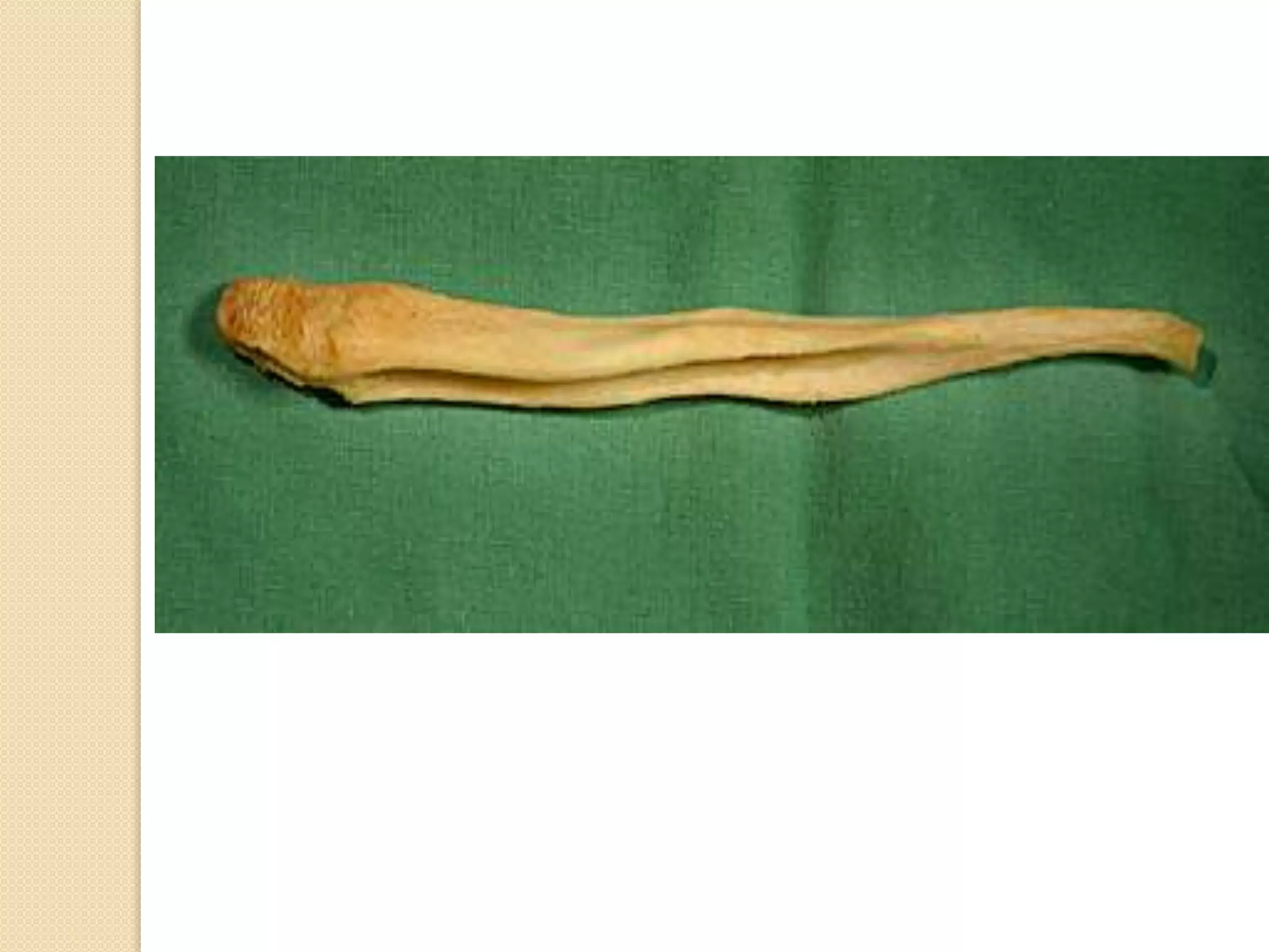 short notes in dog skeleton 