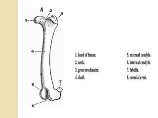 short notes in dog skeleton | PPTX