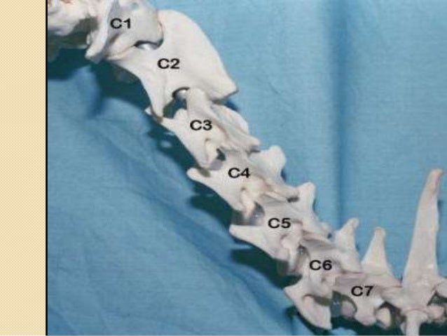 short notes in dog skeleton