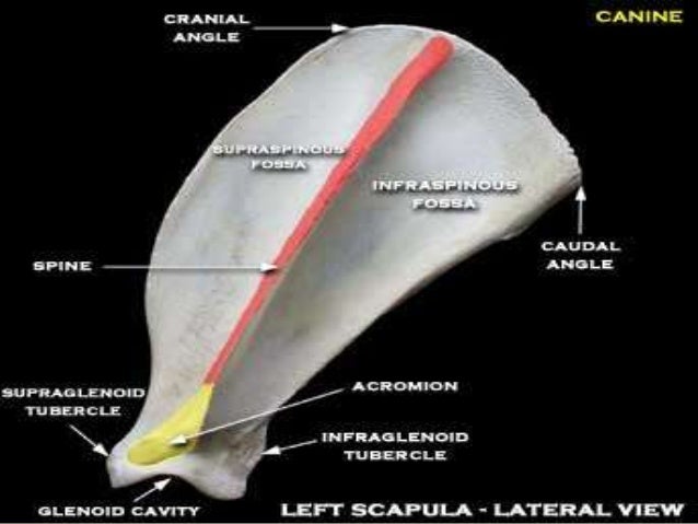 short notes in dog skeleton