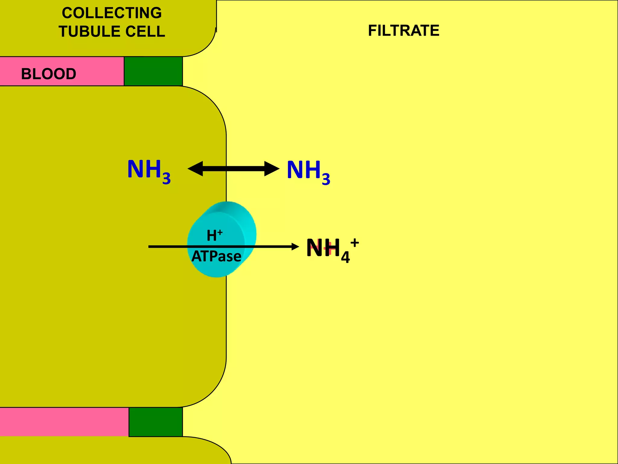 COLLECTING
TUBULE CELL FILTRATE
BLOOD
H+
ATPase H+
NH3 NH3
NH4
+
 