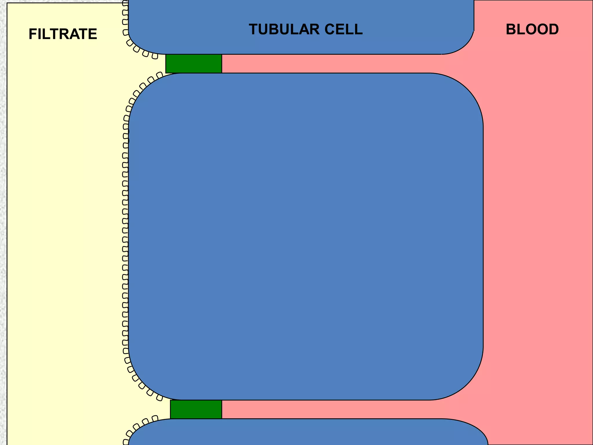 TUBULAR CELL BLOODFILTRATE
 