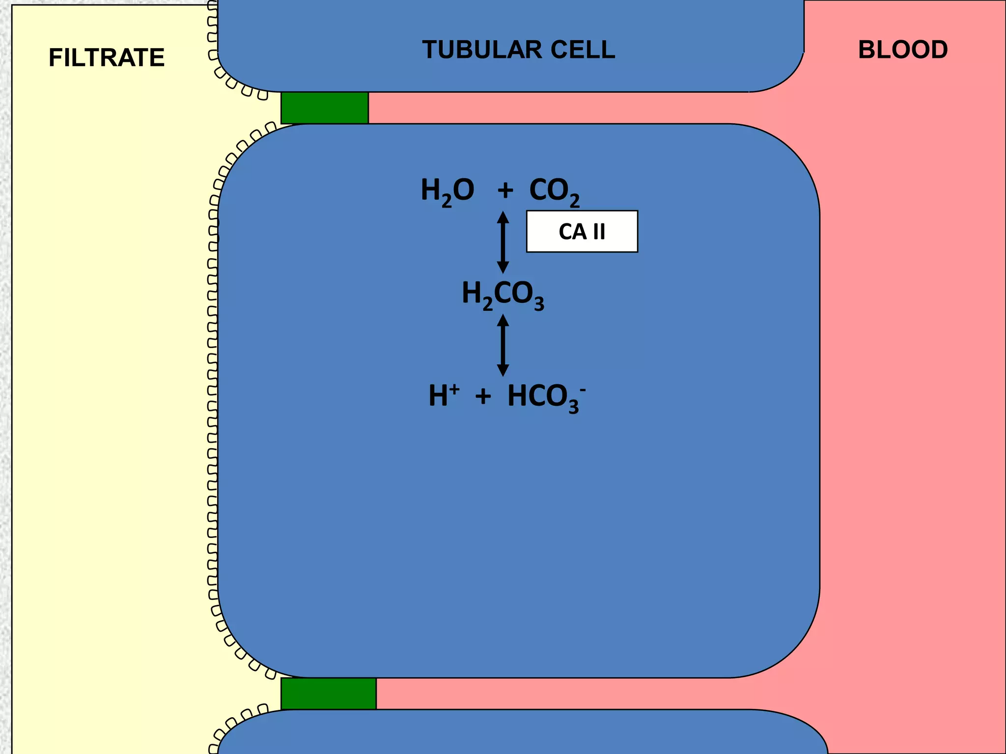 TUBULAR CELL BLOODFILTRATE
H2O + CO2
H2CO3
H+ + HCO3
-
CA II
 