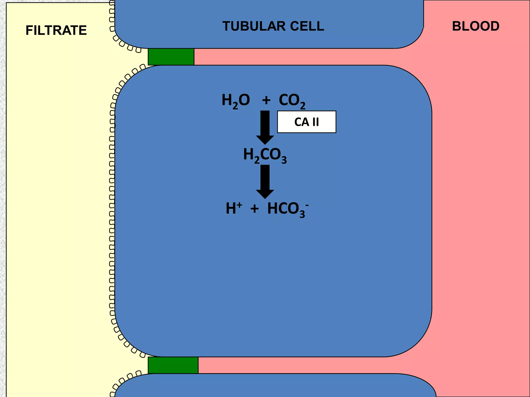 TUBULAR CELL BLOODFILTRATE
H2O + CO2
H2CO3
H+ + HCO3
-
CA II
 