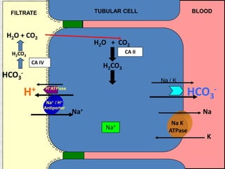 TUBULAR CELL BLOODFILTRATE
H2O + CO2
H2CO3
CA II
Na K
ATPase
Na
K
Na+
Na+
H+
Na+ / H+
Antiporter
HCO3
-
Na / K
HCO3
-
H2CO3
H2O + CO2
CA IV
H+ATPase
 