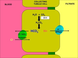 COLLECTING
TUBULE CELL FILTRATEBLOOD
H2O + CO2
H2CO3
HCO3
-
CA II
H+
ATPase
Cl- / HCO3
-
Exchanger
Cl-
H+
 