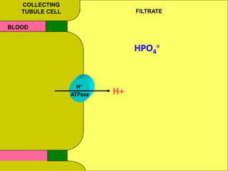 COLLECTING
TUBULE CELL FILTRATE
BLOOD
H+
ATPase H+
HPO4
=
 