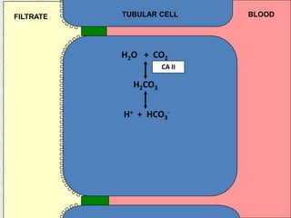 TUBULAR CELL BLOODFILTRATE
H2O + CO2
H2CO3
H+ + HCO3
-
CA II
 