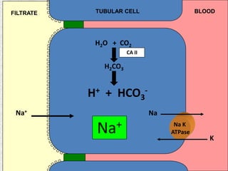 TUBULAR CELL BLOODFILTRATE
H2O + CO2
H2CO3
H+ + HCO3
-
CA II
Na K
ATPase
Na
K
Na+
Na+
 