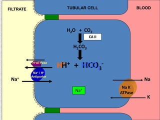 TUBULAR CELL BLOODFILTRATE
H2O + CO2
H2CO3
H+ + HCO3
-
CA II
Na K
ATPase
Na
K
Na+
Na+
H+
Na+ / H+
Antiporter
HCO3
-H+ATPase
 