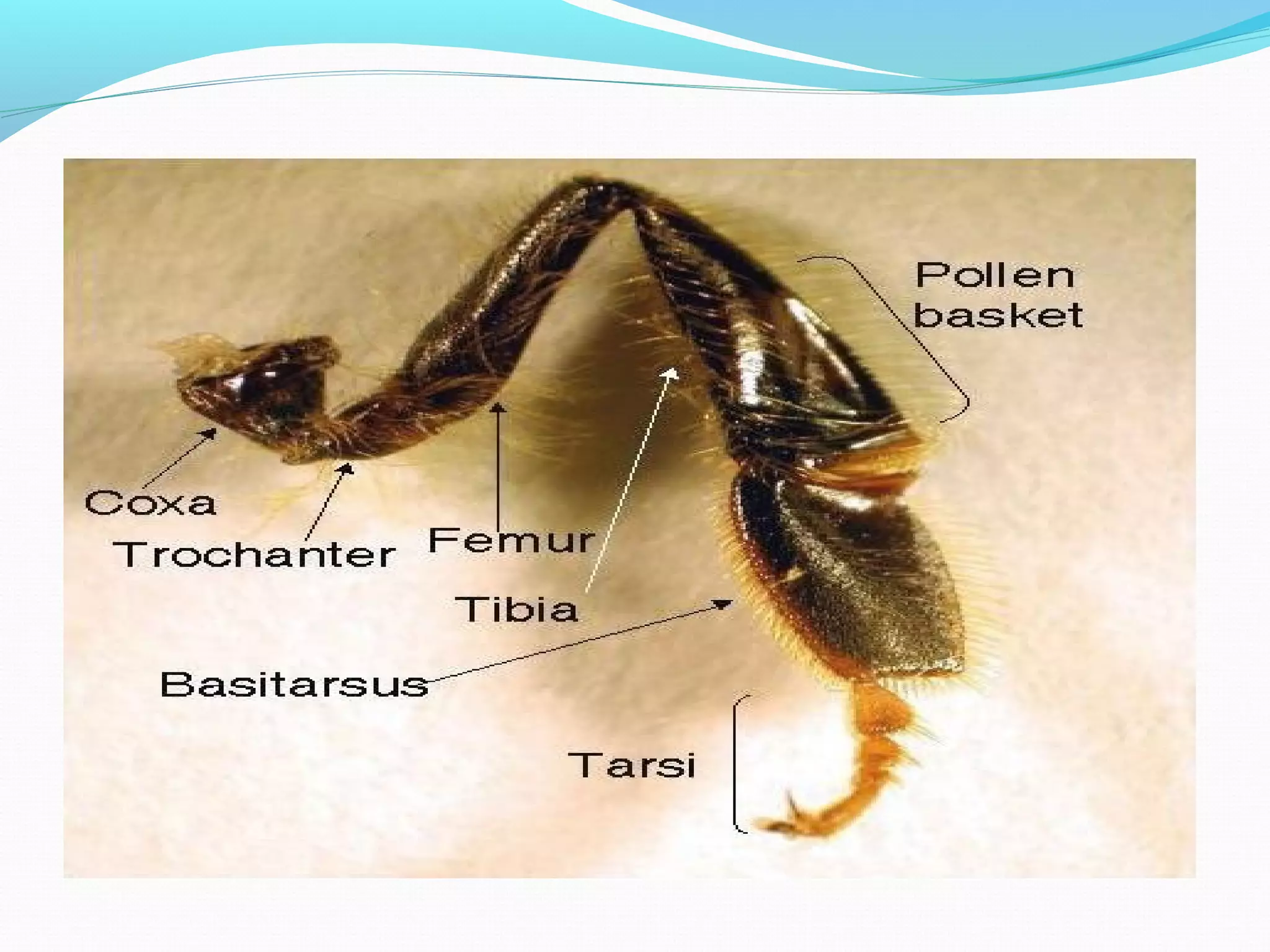 Honey Bee Biology by Madam Ayesha Department of Zoology University of ...