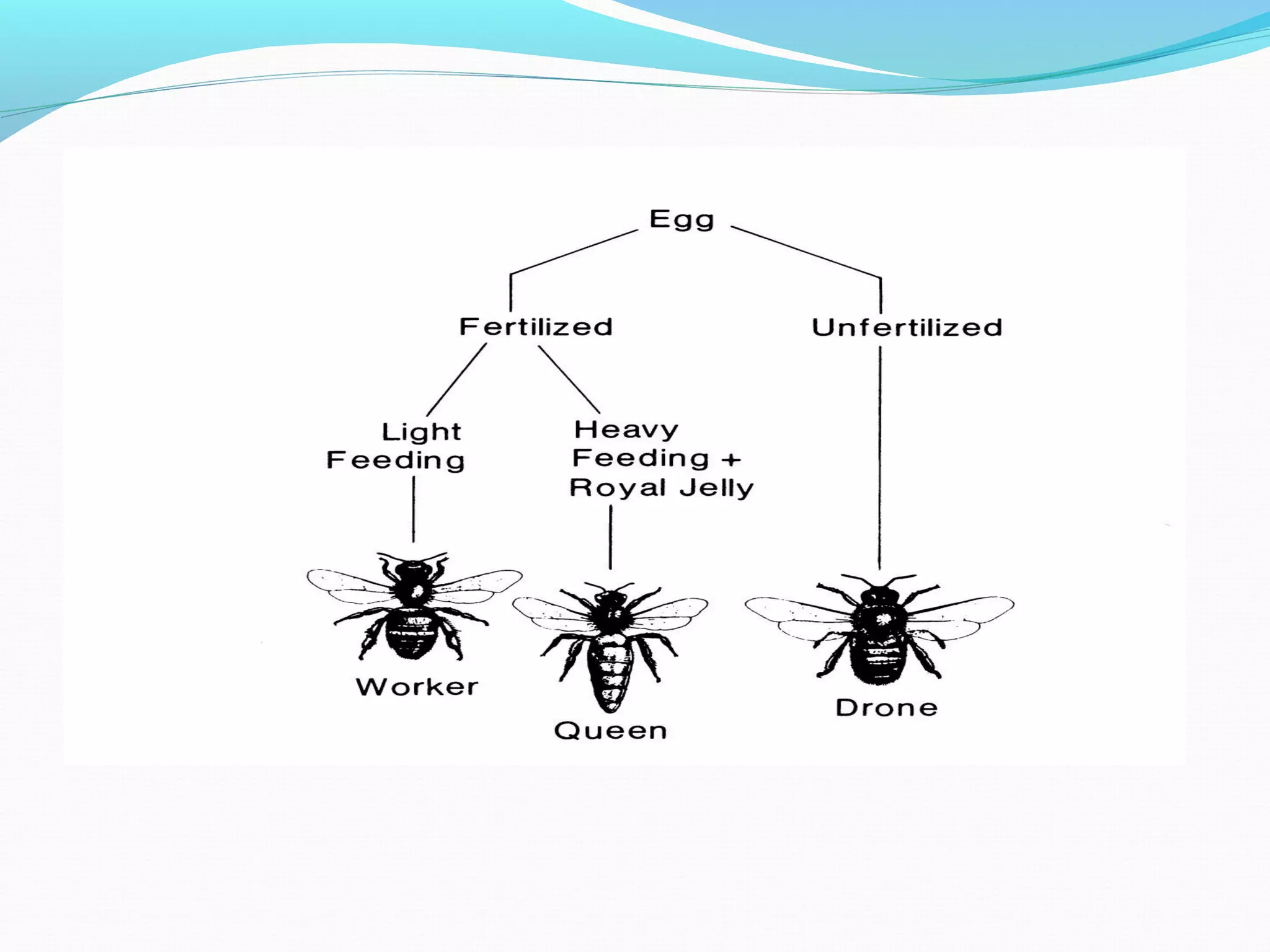 Honey Bee Biology by Madam Ayesha Department of Zoology University of ...