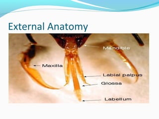 External Anatomy
 