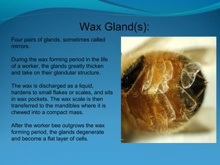 Four pairs of glands, sometimes called
mirrors.
During the wax forming period in the life
of a worker, the glands greatly thicken
and take on their glandular structure.
The wax is discharged as a liquid,
hardens to small flakes or scales, and sits
in wax pockets. The wax scale is then
transferred to the mandibles where it is
chewed into a compact mass.
After the worker bee outgrows the wax
forming period, the glands degenerate
and become a flat layer of cells.
Wax Gland(s):
 