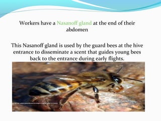 Workers have a Nasanoff gland at the end of their
abdomen
This Nasanoff gland is used by the guard bees at the hive
entrance to disseminate a scent that guides young bees
back to the entrance during early flights.
 