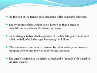 On the end of the female bee's abdomen is the ovipositor (stinger).
The ovipositor of the worker bee is barbed so that it remains
imbedded into whatever the honeybee stings.
 In its struggle to free itself, a portion of the bee (stinger, venom sac)
is left behind, which damages her enough to kill her.
 The venom sac continues to contract by reflex action, continuously
pumping venom into the wound for several seconds.
The queen’s ovipositor is slightly barbed and is “reusable”: It’s used to
kill rival queens.
 