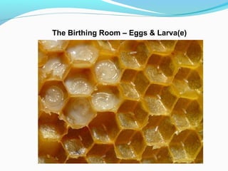 The Birthing Room – Eggs & Larva(e)
 