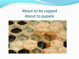 About to be capped
About to pupate
 