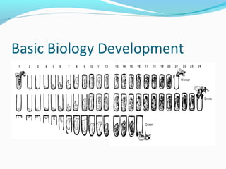 Basic Biology Development
 