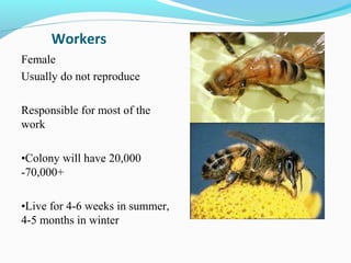 Workers
Female
Usually do not reproduce
Responsible for most of the
work
•Colony will have 20,000
-70,000+
•Live for 4-6 weeks in summer,
4-5 months in winter
 
