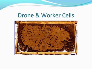 Drone & Worker Cells
 