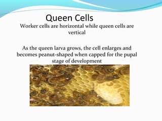 Queen Cells
Worker cells are horizontal while queen cells are
vertical
As the queen larva grows, the cell enlarges and
becomes peanut-shaped when capped for the pupal
stage of development
 