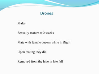 Drones
Males
Sexually mature at 2 weeks
Mate with female queens while in flight
Upon mating they die
Removed from the hive in late fall
 