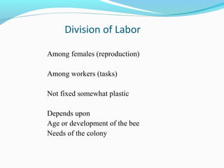 Division of Labor
Among females (reproduction)
Among workers (tasks)
Not fixed somewhat plastic
Depends upon
Age or development of the bee
Needs of the colony
 