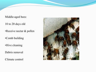 Middle-aged bees:
10 to 20 days old
•Receive nectar & pollen
•Comb building
•Hive cleaning
Debris removal
Climate control
 