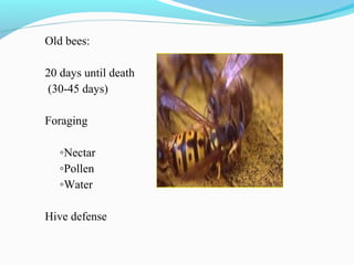 Old bees:
20 days until death
(30-45 days)
Foraging
◦Nectar
◦Pollen
◦Water
Hive defense
 