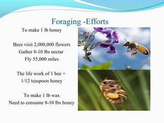 Foraging -Efforts
To make 1 lb honey
Bees visit 2,000,000 flowers
Gather 8-10 lbs nectar
Fly 55,000 miles
The life work of 1 bee =
1/12 teaspoon honey
To make 1 lb wax
Need to consume 8-10 lbs honey
 