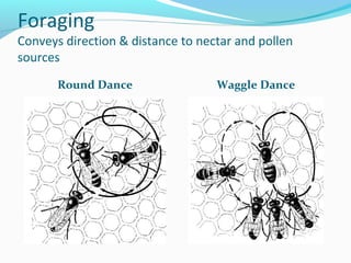 Foraging
Conveys direction & distance to nectar and pollen
sources
Round Dance Waggle Dance
 