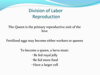 Division of Labor
Reproduction
The Queen is the primary reproductive unit of the
hive
Fertilized eggs may become either workers or queens
To become a queen, a larva must:
◦Be fed royal jelly
◦Be fed more food
◦Have a larger cell
 