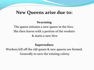 New Queens arise due to:
Swarming
The queen initiates a new queen in the hive.
She then leaves with a portion of the workers
& starts a new hive
Supersedure
Workers kill off the old queen & new queens are formed.
Generally to save the existing colony
 
