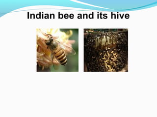 Indian bee and its hive
 
