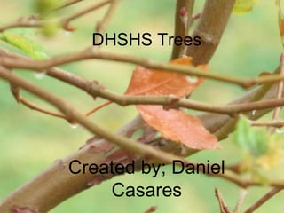 DHSHS Trees
Created by; Daniel
Casares
 