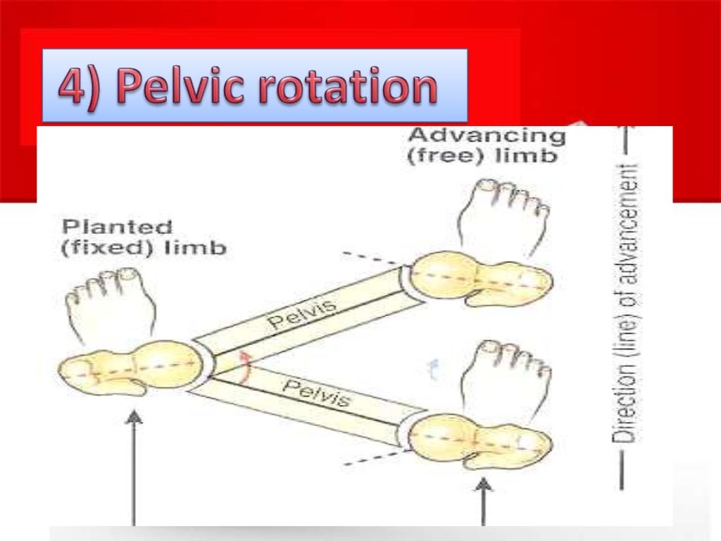 biomechanics of stair climbing