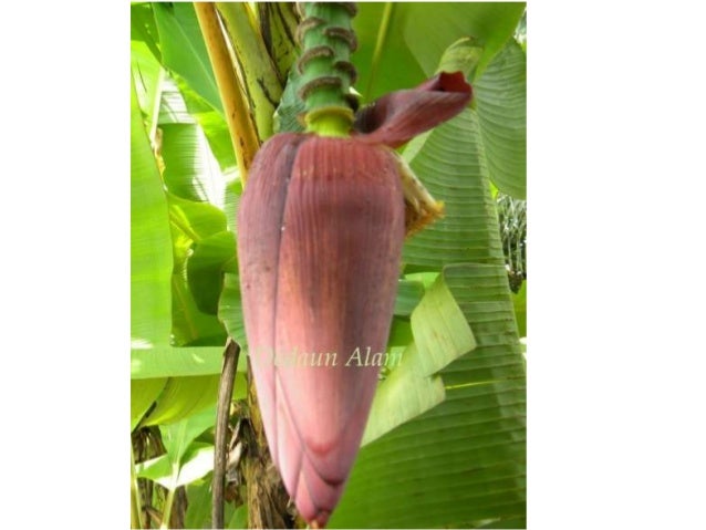 Gambar Bahagian Pokok Pisang