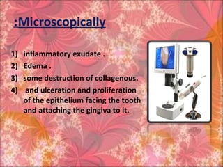 Microscopically:
1) inflammatory exudate .
2) Edema .
3) some destruction of collagenous.
4) and ulceration and proliferation
of the epithelium facing the tooth
and attaching the gingiva to it.
 