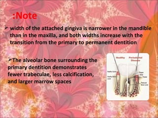 Note:
 width of the attached gingiva is narrower in the mandible
than in the maxilla, and both widths increase with the
transition from the primary to permanent dentition
The alveolar bone surrounding the
primary dentition demonstrates
fewer trabeculae, less calcification,
and larger marrow spaces
 
