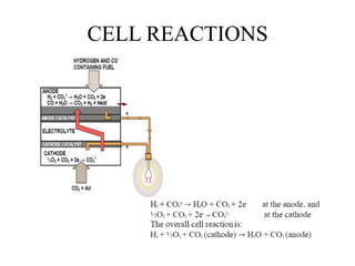 CELL REACTIONS
 